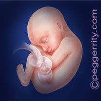 Trimester2-Week26 Trimester2-Week26