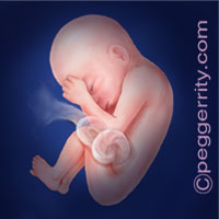Trimester3-Week27 Trimester3-Week27