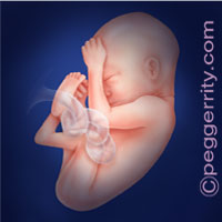Trimester3-Week28 Trimester3-Week28