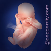 Trimester3-Week29 Trimester3-Week29