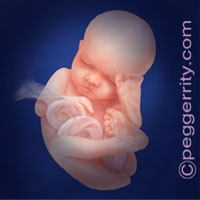 Trimester3-Week30 Trimester3-Week30