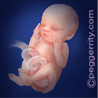 Trimester3-Week31 Trimester3-Week31