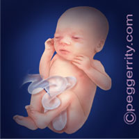 Trimester3-Week32 Trimester3-Week32