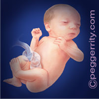 Trimester3-Week33 Trimester3-Week33