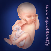 Trimester3-Week34 Trimester3-Week34