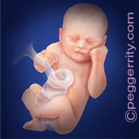 Trimester3-Week36 Trimester3-Week36